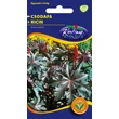 Kép 1/2 - DÍSZNÖVÉNY CSODAFA ( RICINUS ) RÉDEI KERTIMAG PIROSLEVELŰ