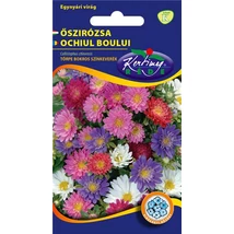 DÍSZNÖVÉNY ŐSZIRÓZSA RÉDEI KERTIMAG TÖRPE BOKROS SZÍNKEVERÉK