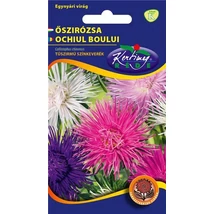 DÍSZNÖVÉNY ŐSZIRÓZSA RÉDEI KERTIMAG tűszírmú színkeverék