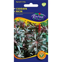 DÍSZNÖVÉNY CSODAFA ( RICINUS ) RÉDEI KERTIMAG PIROSLEVELŰ