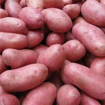 VETŐBURGONYA RÉDEI KERTIMAG CHERIE 50 szem, hálós