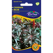 DÍSZNÖVÉNY CSODAFA ( RICINUS ) RÉDEI KERTIMAG PIROSLEVELŰ