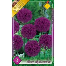 VIRÁGHAGYMA DÍSZHAGYMA Allium aflatunense 3db/cs 12/+