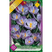 VIRÁGHAGYMA KRÓKUSZ Crocus vernus Remembrance 10db/cs 7/8