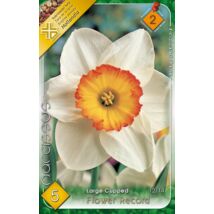 VIRÁGHAGYMA NÁRCISZ Narcisuss Flower Record 5db/cs 12/14