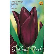 VIRÁGHAGYMA TULIPÁN Tulipa Havran 8db/cs 10/11