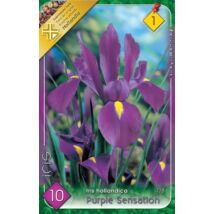 VIRÁGHAGYMA NŐSZIROM LILA Iris hollandica Purple Sensation 10db/cs 7/8