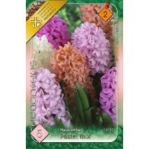 VIRÁGHAGYMA JÁCINT Hyacinthus Pastel mix 5db/cs 14/15
