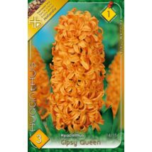 VIRÁGHAGYMA JÁCINT Hyacinthus Gipsy Queen 3db/cs 14/15