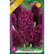 VIRÁGHAGYMA JÁCINT Hyacinthus Woodstock 3db/cs 14/15