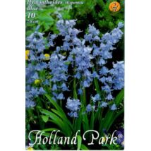 VIRÁGHAGYMA SPANYOL KÉKHARANG Hyacinthoides hispanica kék 10db/cs 7/8