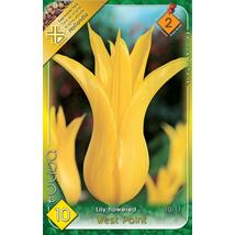 VIRÁGHAGYMA TULIPÁN Tulipa West Point 8db/cs 10/11