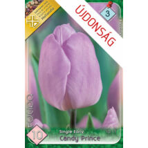VIRÁGHAGYMA TULIPÁN Tulipa Candy Prince 10db/cs 10/11