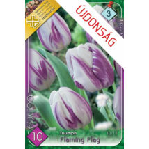 VIRÁGHAGYMA TULIPÁN Tulipa Flaming Flag 10db/cs 10/11