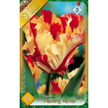 VIRÁGHAGYMA TULIPÁN Tulipa Flaming Parrot 8db/cs 10/11