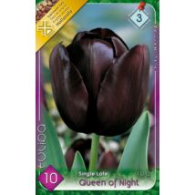 VIRÁGHAGYMA TULIPÁN Tulipa Queen of Night 10db/cs 11/12