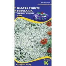 DÍSZNÖVÉNY ILLATOS TERNYE RÉDEI KERTIMAG FEHÉR