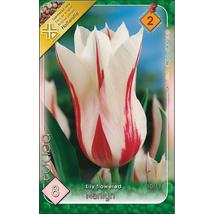 VIRÁGHAGYMA TULIPÁN Tulipa Marilyn 8db/cs 10/11