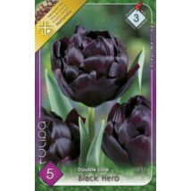 VIRÁGHAGYMA TULIPÁN Tulipa Black Hero 5db/cs 10/11
