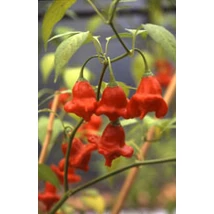 CHILIPAPRIKA RÉDEI KERTIMAG TULIPÁNPAPRIKA 20szem