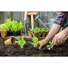 Palántanevelés, növénynevelés  Palántanevelés, növénynevelés