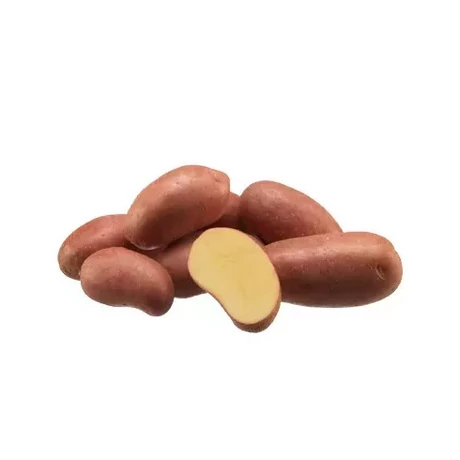 VETŐBURGONYA RÉDEI KERTIMAG BALATONI RÓZSA DOBOZOS KB.1,3 KG