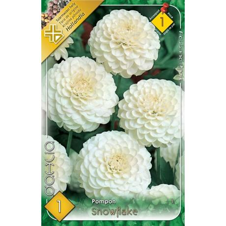 VIRÁGHAGYMA DÁLIA Dahlia Snow Flake 1db/cs