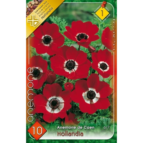 VIRÁGHAGYMA SZELLŐRÓZSA Anemone Hollandia 10db/cs 6/7