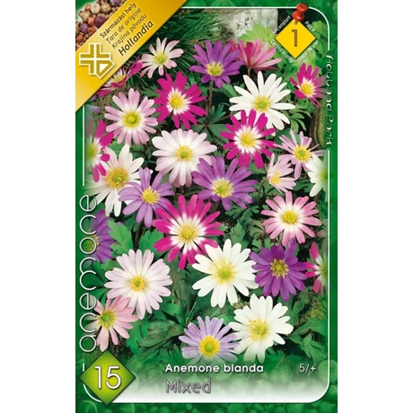 VIRÁGHAGYMA SZELLŐRÓZSA Anemone blanda 15db/cs 5/6
