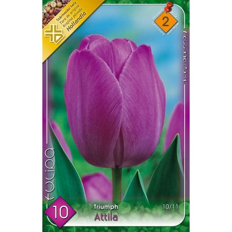 VIRÁGHAGYMA TULIPÁN Tulipa Attila 10db/cs 10/11