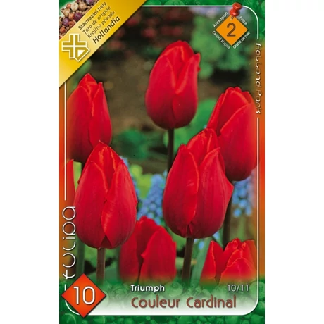VIRÁGHAGYMA TULIPÁN Tulipa Couleur Cardinal Red 10db/cs 10/11