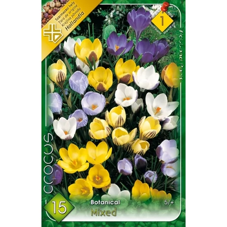 VIRÁGHAGYMA KRÓKUSZ BOTANIKAI SZÍNKEVERÉK Crocus chrysanthus 10db/cs 5/+
