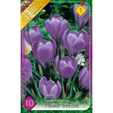 VIRÁGHAGYMA KRÓKUSZ NAGYVIRÁGÚ Crocus vernus Flower Record 8db/cs 7/8