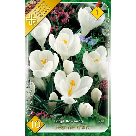 VIRÁGHAGYMA KRÓKUSZ NAGYVIRÁGÚ Crocus vernus Jeanne d'Arc 8 db/cs 7/8