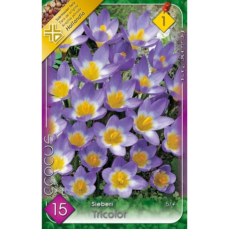 VIRÁGHAGYMA KRÓKUSZ SÁRGATORKÚ Crocus sieberi Tricolor 10db/cs 5/+