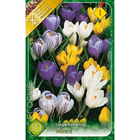 VIRÁGHAGYMA KRÓKUSZ NAGYVIRÁGÚ SZÍNKEVERÉK Crocus vernus 8db/cs 7/8