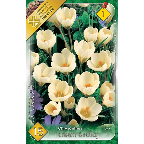 VIRÁGHAGYMA KRÓKUSZ Crocus chrysanthus Cream Beauty 10db/cs 5/+