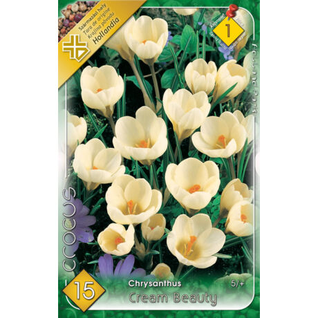 VIRÁGHAGYMA KRÓKUSZ Crocus chrysanthus Cream Beauty 12db/cs 5/+