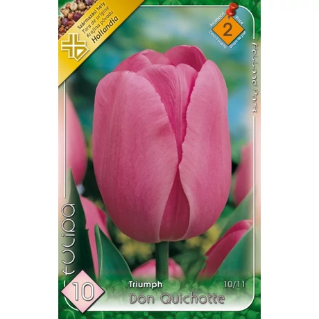 VIRÁGHAGYMA TULIPÁN Tulipa Don Quichotte 10db/cs 10/11