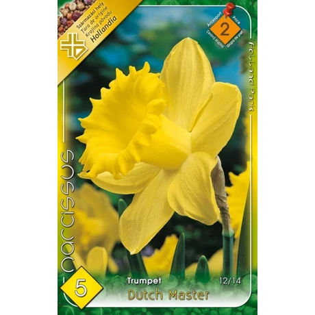 VIRÁGHAGYMA NÁRCISZ Narcisuss Dutch Master 5db/cs 12/14