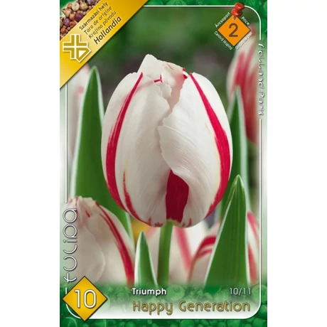 VIRÁGHAGYMA TULIPÁN Tulipa Happy Generation 10db/cs 10/11
