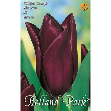 VIRÁGHAGYMA TULIPÁN Tulipa Havran 8db/cs 10/11