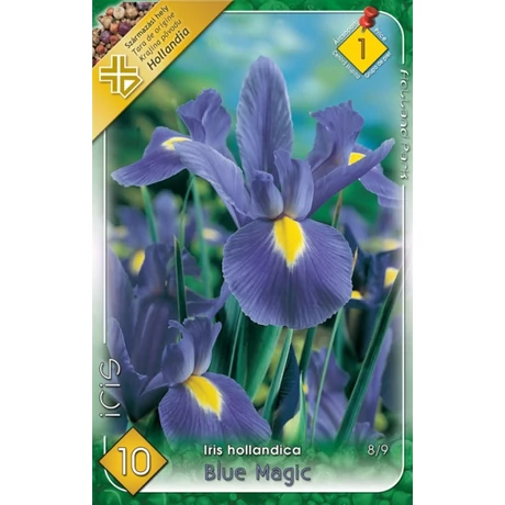 VIRÁGHAGYMA NŐSZIROM KÉK Iris hollandica Blue Magic 10db/cs 8/9
