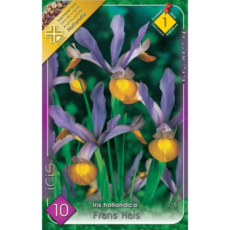 VIRÁGHAGYMA NŐSZIROM Iris hollandica Frans Hals 10db/cs 7/8
