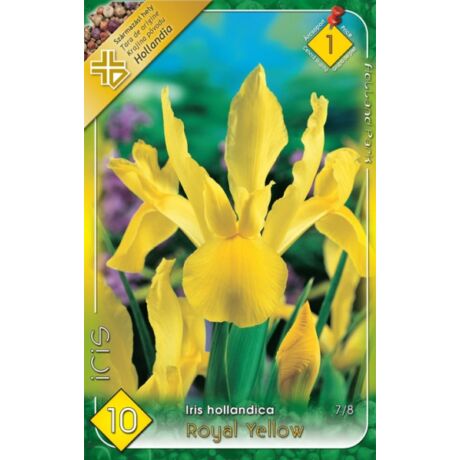 VIRÁGHAGYMA NŐSZIROM SÁRGA Iris hollandica Royal Yellow 10db/cs 7/8