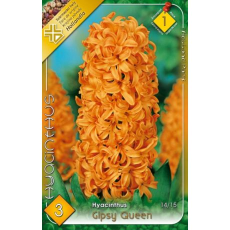 VIRÁGHAGYMA JÁCINT Hyacinthus Gipsy Queen 3db/cs 14/15