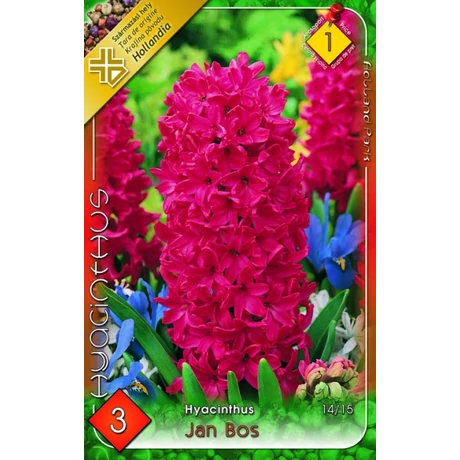 VIRÁGHAGYMA JÁCINT Hyacinthus Jan Bos 3db/cs 14/15