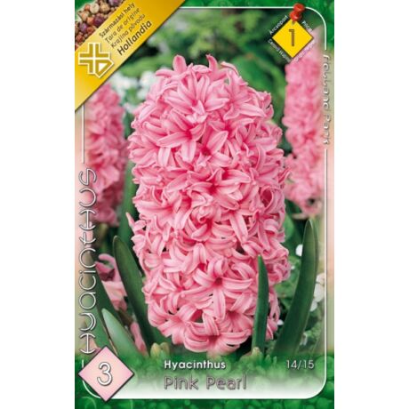VIRÁGHAGYMA JÁCINT RÓZSASZÍN Hyacinthus Pink Pearl 3db/cs 14/15