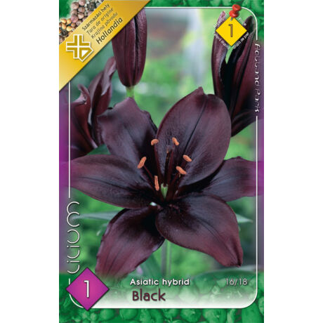 VIRÁGHAGYMA LILIOM Lilium asiatic black 1db/cs 16/18