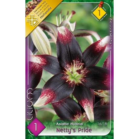 VIRÁGHAGYMA LILIOM Lilium asiatic Nettys Pride 1db/cs 16/18